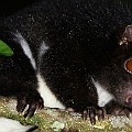 Herbert River Ringtail Possum at Possum Valley コゲチャリングテイル<br />Canon EOS 7D + EF300 F2.8L III  + SPEEDLITE 580EXII